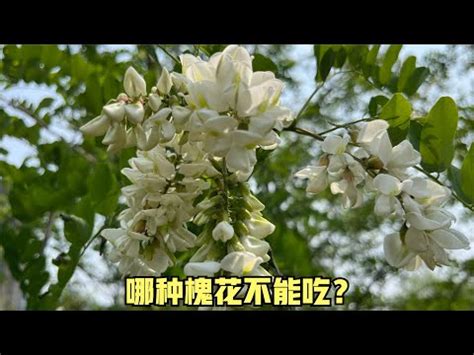 楊槐樹花|槐